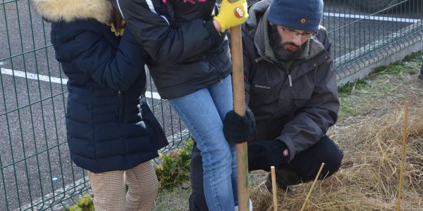 LES ÉCOLIERS ONT PLANTÉ UNE HAIE CHAMPÊTRE POUR LA BIODIVERSITÉ