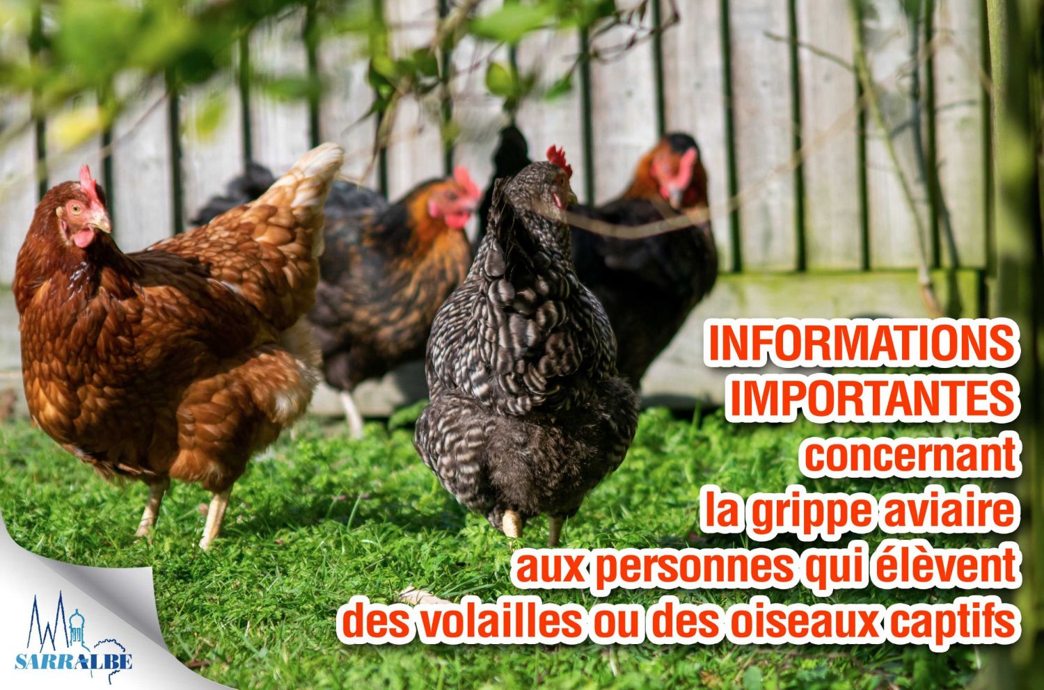 Grippe aviaire : Sarralbe dans la zone de contrôle temporaire