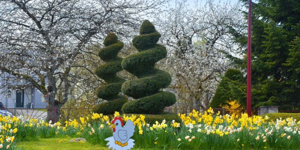 UNE MER DE FLEURS JAUNES : LES JONQUILLES SONT EN FLEURS !!!