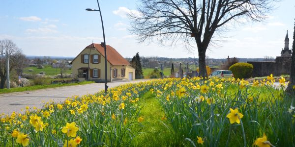 UNE MER DE FLEURS JAUNES : LES JONQUILLES SONT EN FLEURS !!!