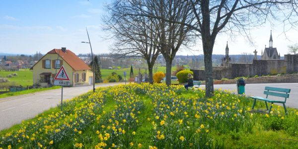 UNE MER DE FLEURS JAUNES : LES JONQUILLES SONT EN FLEURS !!!