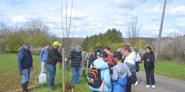 PLANTATION DE POMMIERS, QUETSCHIERS ET MIRABELLIERS AVEC NOS ÉCOLES