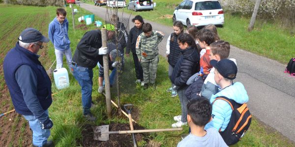 PLANTATION DE POMMIERS, QUETSCHIERS ET MIRABELLIERS AVEC NOS ÉCOLES