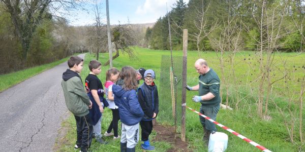 PLANTATION DE POMMIERS, QUETSCHIERS ET MIRABELLIERS AVEC NOS ÉCOLES