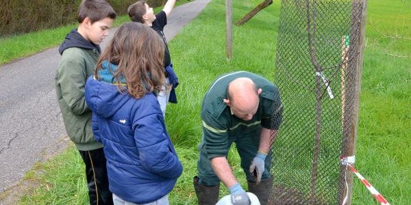 PLANTATION DE POMMIERS, QUETSCHIERS ET MIRABELLIERS AVEC NOS ÉCOLES