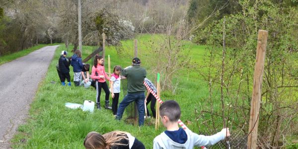 PLANTATION DE POMMIERS, QUETSCHIERS ET MIRABELLIERS AVEC NOS ÉCOLES