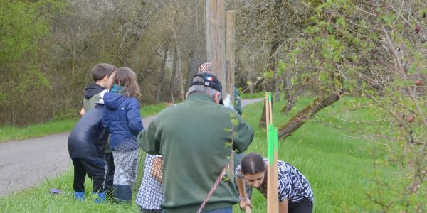 PLANTATION DE POMMIERS, QUETSCHIERS ET MIRABELLIERS AVEC NOS ÉCOLES