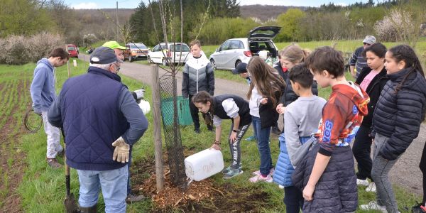 PLANTATION DE POMMIERS, QUETSCHIERS ET MIRABELLIERS AVEC NOS ÉCOLES