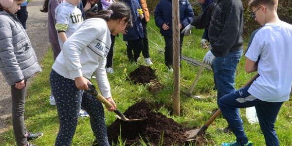 PLANTATION DE POMMIERS, QUETSCHIERS ET MIRABELLIERS AVEC NOS ÉCOLES