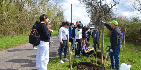 PLANTATION DE POMMIERS, QUETSCHIERS ET MIRABELLIERS AVEC NOS ÉCOLES