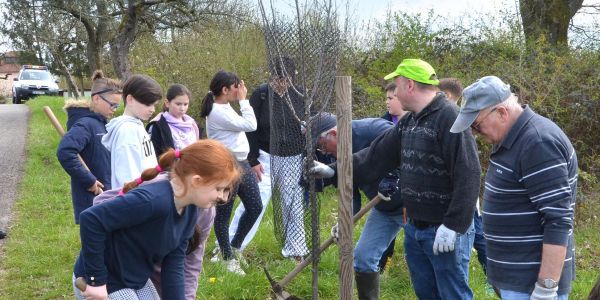 PLANTATION DE POMMIERS, QUETSCHIERS ET MIRABELLIERS AVEC NOS ÉCOLES