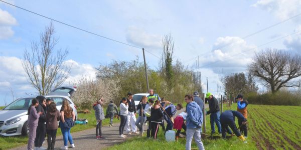 PLANTATION DE POMMIERS, QUETSCHIERS ET MIRABELLIERS AVEC NOS ÉCOLES