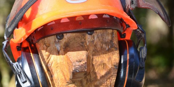 LA VILLE DE SARRALBE HONORE SA FORÊT