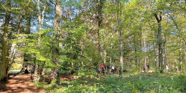 LA VILLE DE SARRALBE HONORE SA FORÊT