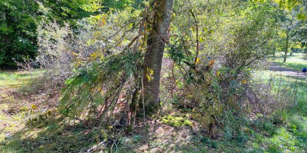 LA VILLE DE SARRALBE HONORE SA FORÊT