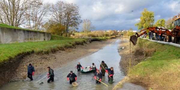PÊCHE ÉLECTRIQUE SUR LE CANAL DE LA SARRE