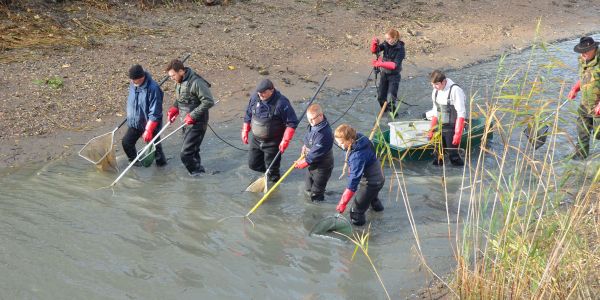 PÊCHE ÉLECTRIQUE SUR LE CANAL DE LA SARRE
