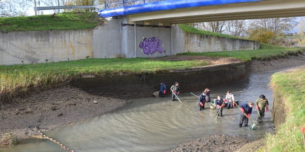PÊCHE ÉLECTRIQUE SUR LE CANAL DE LA SARRE