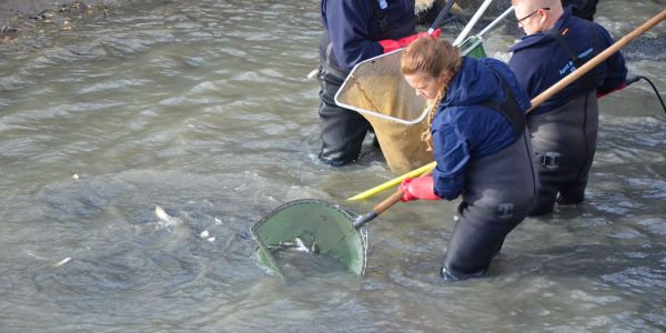 PÊCHE ÉLECTRIQUE SUR LE CANAL DE LA SARRE