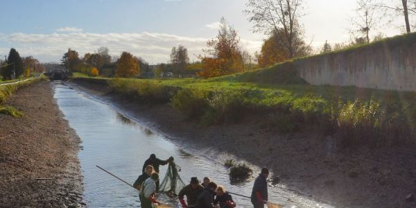 PÊCHE ÉLECTRIQUE SUR LE CANAL DE LA SARRE