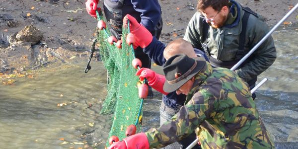 PÊCHE ÉLECTRIQUE SUR LE CANAL DE LA SARRE