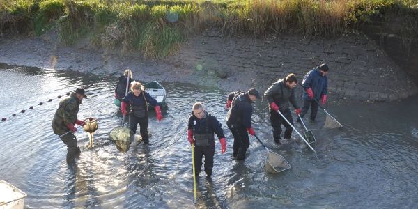 PÊCHE ÉLECTRIQUE SUR LE CANAL DE LA SARRE
