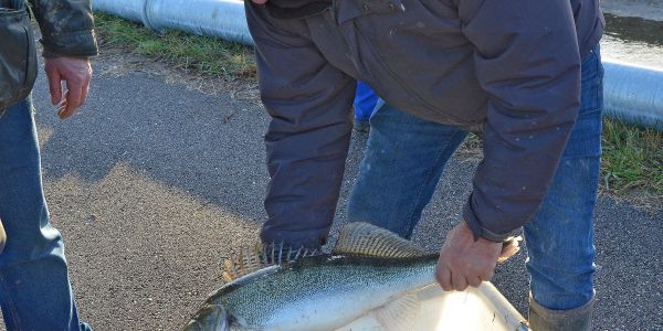 PÊCHE ÉLECTRIQUE SUR LE CANAL DE LA SARRE
