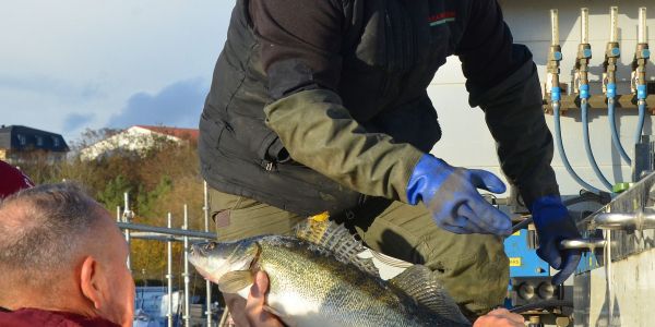 PÊCHE ÉLECTRIQUE SUR LE CANAL DE LA SARRE