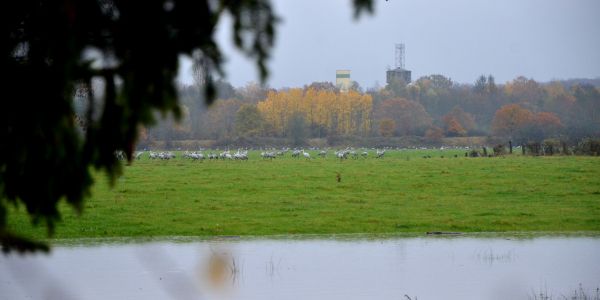 La Magie d'une Pause Migratoire : Les Grues Cendrées en Escale à Sarralbe