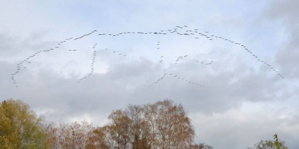 La Magie d'une Pause Migratoire : Les Grues Cendrées en Escale à Sarralbe