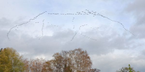 La Magie d'une Pause Migratoire : Les Grues Cendrées en Escale à Sarralbe