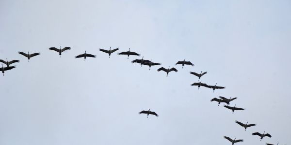La Magie d'une Pause Migratoire : Les Grues Cendrées en Escale à Sarralbe