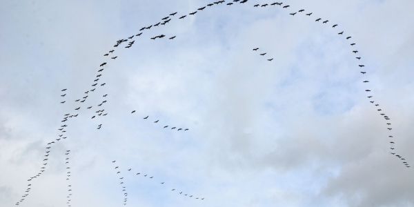La Magie d'une Pause Migratoire : Les Grues Cendrées en Escale à Sarralbe