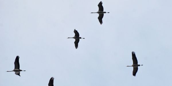 La Magie d'une Pause Migratoire : Les Grues Cendrées en Escale à Sarralbe