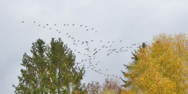 La Magie d'une Pause Migratoire : Les Grues Cendrées en Escale à Sarralbe