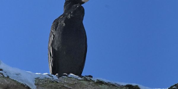 Rivières étincelantes