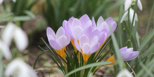 Perce-neige et crocus de nos jardins...