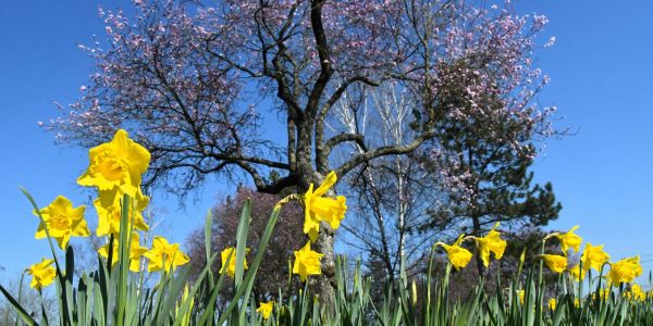 Narcisses de mars… l’ivresse d’un jardinier au fil de ses “déambulbations”