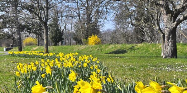 Narcisses de mars… l’ivresse d’un jardinier au fil de ses “déambulbations”