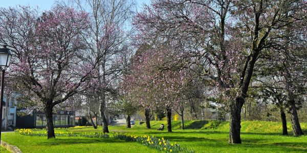 Narcisses de mars… l’ivresse d’un jardinier au fil de ses “déambulbations”