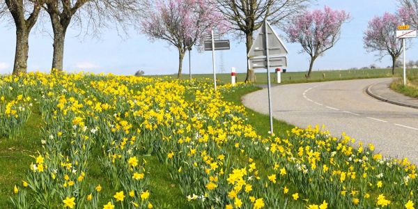 Narcisses de mars… l’ivresse d’un jardinier au fil de ses “déambulbations”