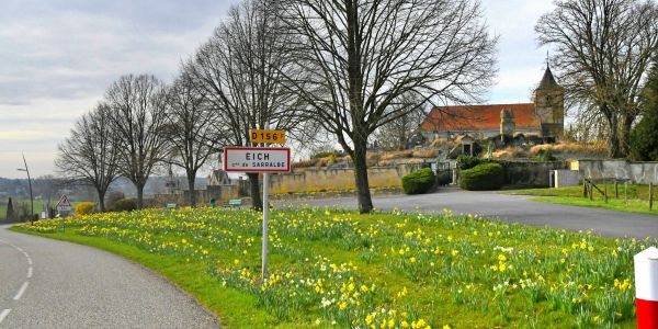 Narcisses de mars… l’ivresse d’un jardinier au fil de ses “déambulbations”