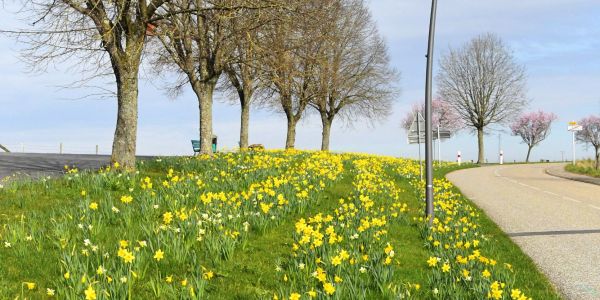 Narcisses de mars… l’ivresse d’un jardinier au fil de ses “déambulbations”