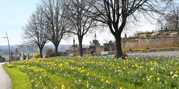 Narcisses de mars… l’ivresse d’un jardinier au fil de ses “déambulbations”