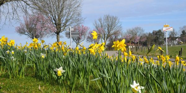 Narcisses de mars… l’ivresse d’un jardinier au fil de ses “déambulbations”