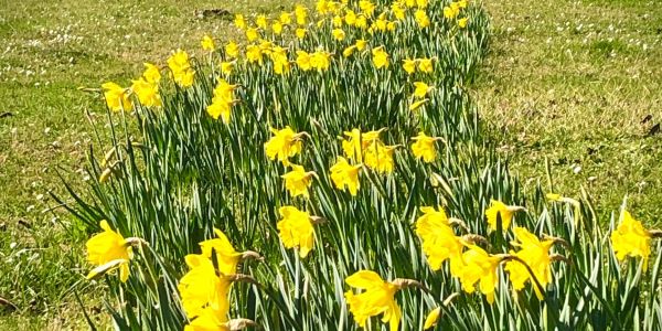 Narcisses de mars… l’ivresse d’un jardinier au fil de ses “déambulbations”