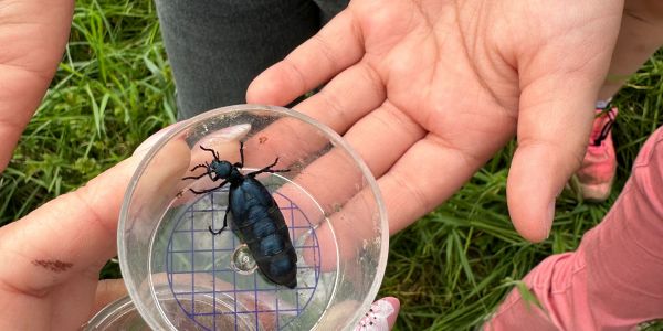 À la Découverte des Insectes : Une Aventure Pédagogique