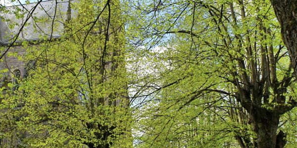 DES ARBRES REMARQUABLES…