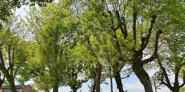 Après les arbres remarquables au pied de l’église St-Martin…