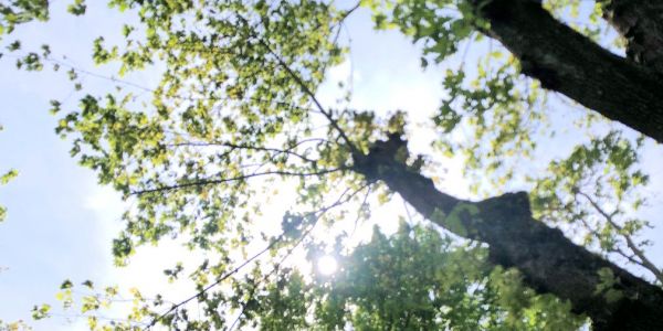 Après les arbres remarquables au pied de l’église St-Martin…